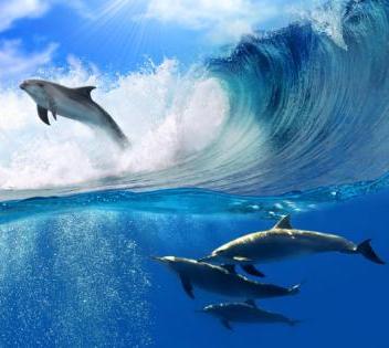 Дельфины 118