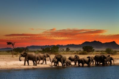 142 Стадо слонов в африканской саванне на закате