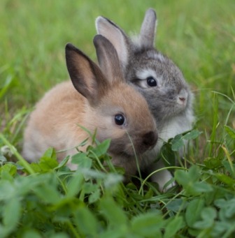 159 Крольчата в траве