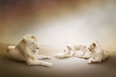 161 Семья белых львов