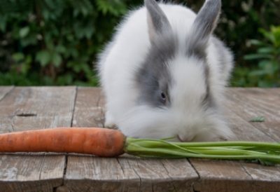 162 Кролик жующий морковку